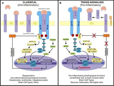 The impact of interleukin-6 (IL-6) and mesenchymal stem cell-derived IL-6 on neurological conditions